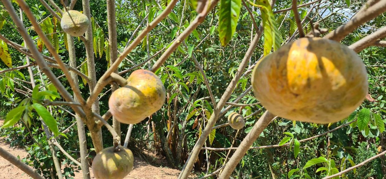 WhatsApp Image 2020-12-11 at 12.26.55